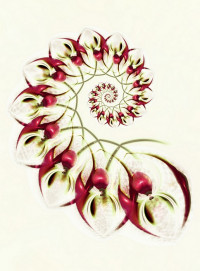 tina oloyede   rosehip syrup by aartika fractal art d8ho068